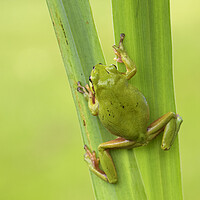 Buy canvas prints of Climbing Tree Frog by Arterra 