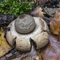 Buy canvas prints of Collared Earthstar in Woodland by Arterra 