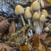Buy canvas prints of Common Frog and Mushrooms in Forest by Arterra 