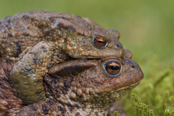 European Toad Couple Picture Board by Arterra 