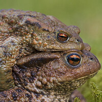 Buy canvas prints of European Toad Couple by Arterra 