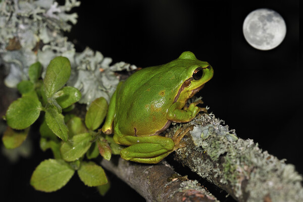 Tree Frog Watching Full Moon Picture Board by Arterra 