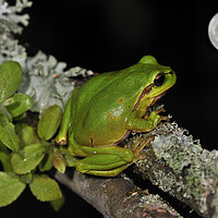 Buy canvas prints of Tree Frog Watching Full Moon by Arterra 