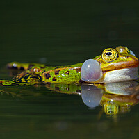 Buy canvas prints of Edible Frog Calling by Arterra 