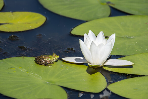 Green Frog on Waterlily Pad Picture Board by Arterra 