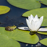 Buy canvas prints of Green Frog on Waterlily Pad by Arterra 