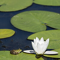 Buy canvas prints of Edible Frog on Water Lily Pad by Arterra 