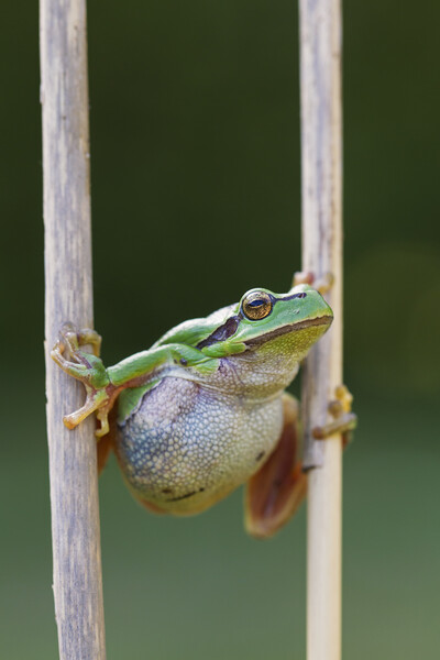 Tree Frog Climbing Reed Picture Board by Arterra 