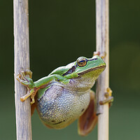 Buy canvas prints of Tree Frog Climbing Reed by Arterra 
