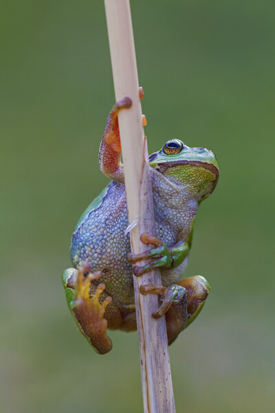 Climbing Tree Frog Picture Board by Arterra 