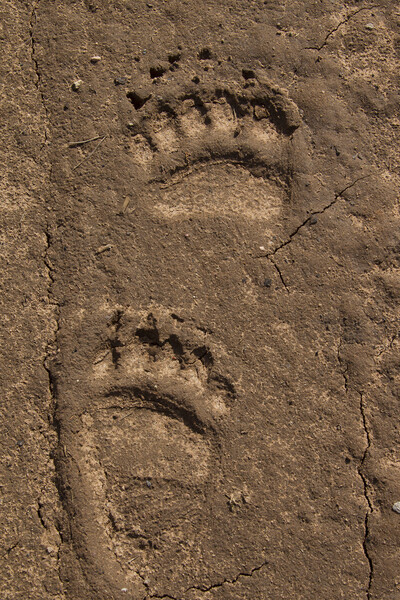 Brown Bear Tracks of Feet Picture Board by Arterra 