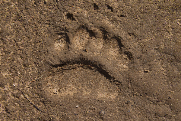 Brown Bear Footprint Picture Board by Arterra 