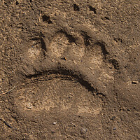 Buy canvas prints of Brown Bear Footprint by Arterra 