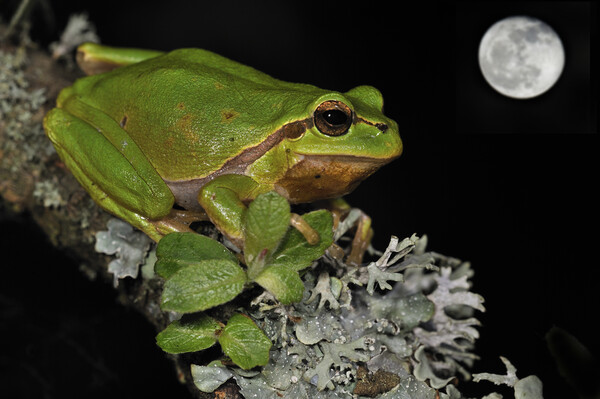 Tree Frog at Full Moon Picture Board by Arterra 
