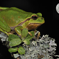 Buy canvas prints of Tree Frog at Full Moon by Arterra 