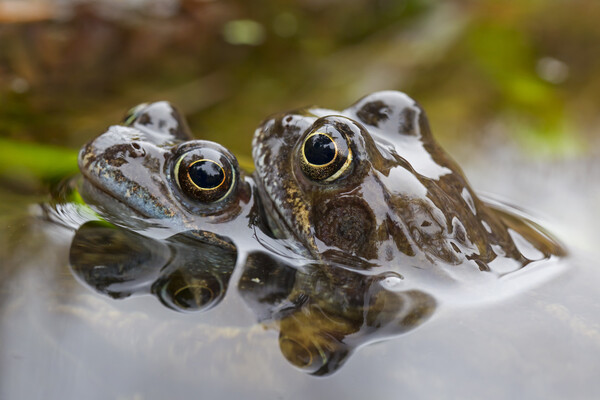 Brown Frog Couple in Pond Picture Board by Arterra 