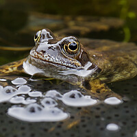 Buy canvas prints of Brown Frog in Pond with Frogspawn by Arterra 