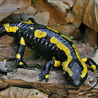 Buy canvas prints of Fire Salamander in Woodland by Arterra 