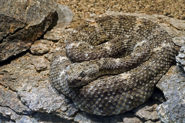 Southwestern Speckled Rattlesnake Picture Board by Arterra 