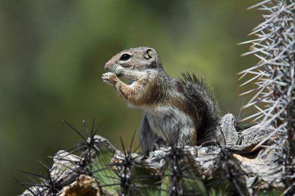 Harris Antelope Squirrel on Cactus Picture Board by Arterra 