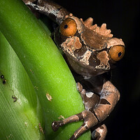 Buy canvas prints of Spiny Headed Tree Frog by Arterra 