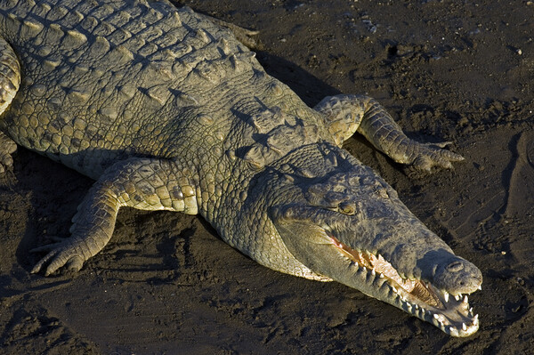 American Crocodile Picture Board by Arterra 