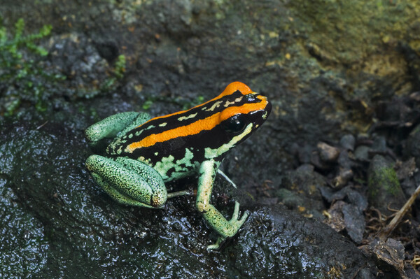 Golfo Dulcean Poison Dart Frog Picture Board by Arterra 