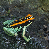 Buy canvas prints of Golfo Dulcean Poison Dart Frog by Arterra 