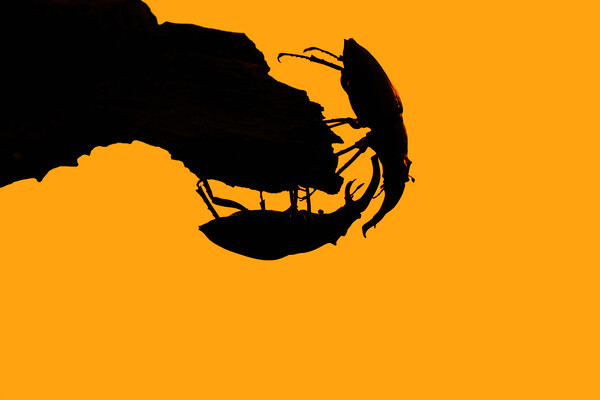 Fighting Stag Beetles at Sunset Picture Board by Arterra 
