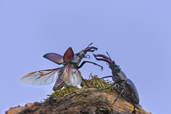 Two Stag Beetles Fighting at Dusk Picture Board by Arterra 