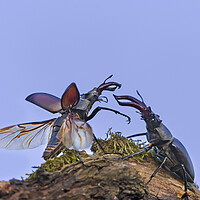 Buy canvas prints of Two Stag Beetles Fighting at Dusk by Arterra 