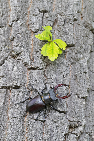 Stag Beetle Climbing Oak Tree Picture Board by Arterra 