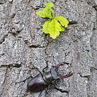 Buy canvas prints of Stag Beetle Climbing Oak Tree by Arterra 
