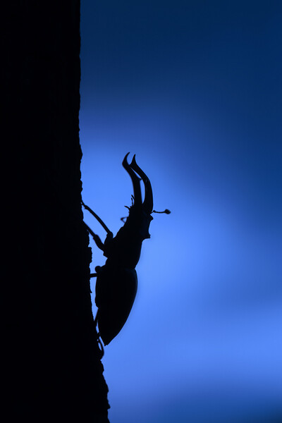 European Stag Beetle at Night Picture Board by Arterra 