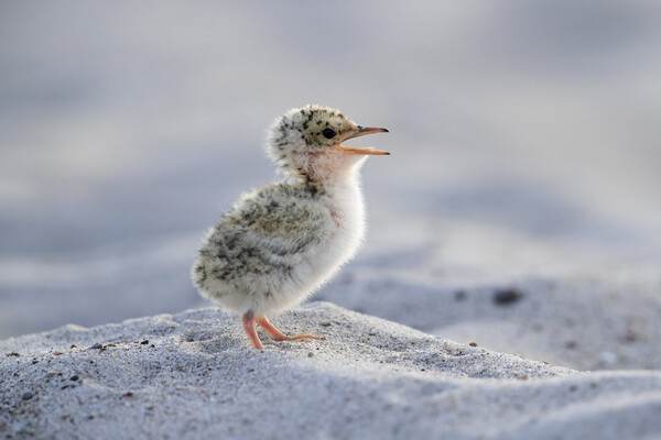 Cute Little Tern Chick Picture Board by Arterra 