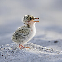 Buy canvas prints of Cute Little Tern Chick by Arterra 