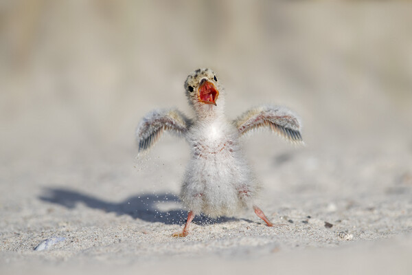 Calling Little Tern Chick Picture Board by Arterra 