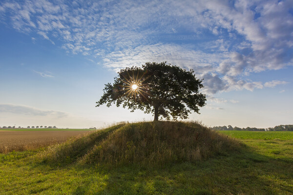 Solitary English Oak Tree at Sunrise Picture Board by Arterra 