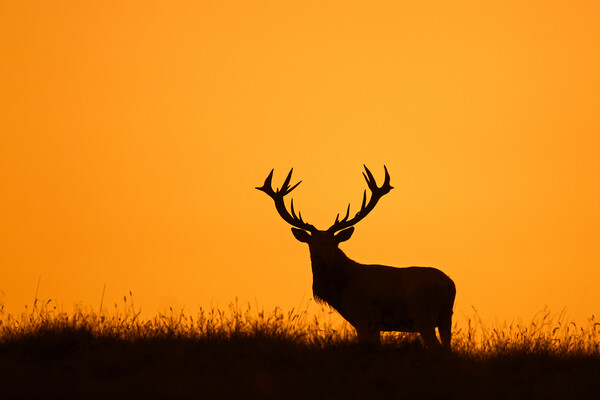 Solitary Red Deer Stag at Sunset Picture Board by Arterra 