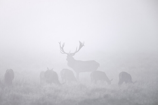 Red Deer Stag with Harem in the Mist Picture Board by Arterra 