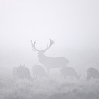 Buy canvas prints of Red Deer Stag with Harem in the Mist by Arterra 