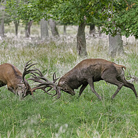 Buy canvas prints of Fighting Stags by Arterra 