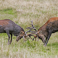 Buy canvas prints of Fight of Rutting Red Deer Stags by Arterra 