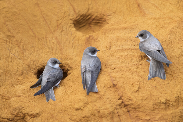 Sand Martins in Bird Colony Picture Board by Arterra 