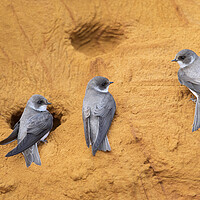 Buy canvas prints of Sand Martins in Bird Colony by Arterra 