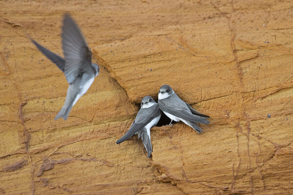 Sand Martins at Nest Picture Board by Arterra 