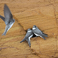 Buy canvas prints of Sand Martins at Nest by Arterra 