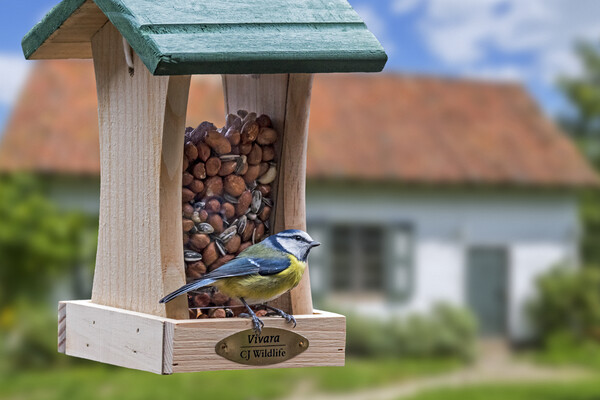 Blue Tit on Garden Bird Feeder Picture Board by Arterra 