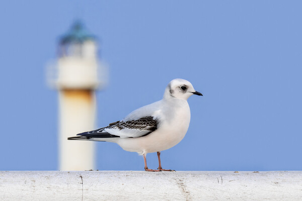 Ross' Gull and Lighthouse Picture Board by Arterra 