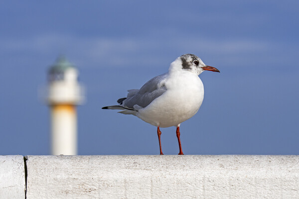Black-Headed Gull and Lighthouse Picture Board by Arterra 